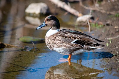 Male Mallard Duck in Water