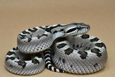 Coiled Garter Snake on Brown Background
