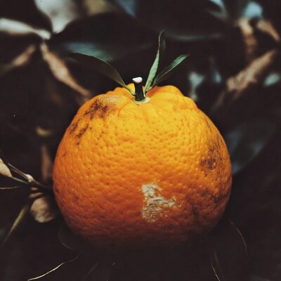 Ripe orange on tree branch