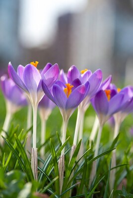 Purple crocuses in green grass