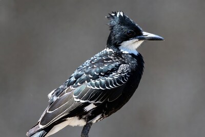 Pied Crested Bird on Gray Background