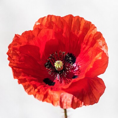 Red Poppy Flower Closeup
