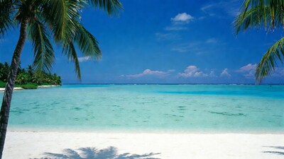 Tropical beach with palm trees and turquoise ocean