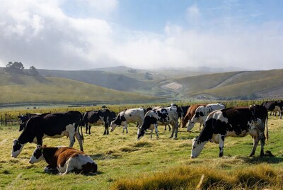 Holstein cows grazing in vineyard pasture