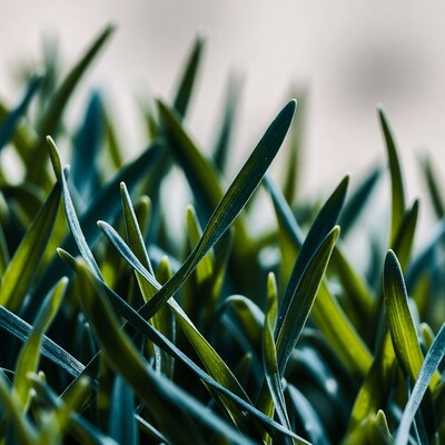 Closeup of green grass blades