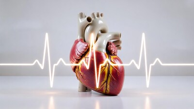 Heart model with ECG heartbeat