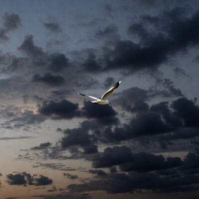 Seagull flying over stormy clouds