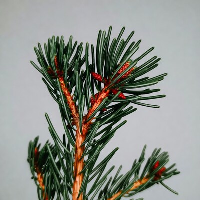 Pine Branch with Red Cones