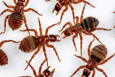 Red Ants on White Background
