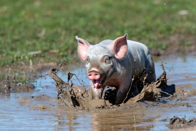 Piglet splashing in mud puddle