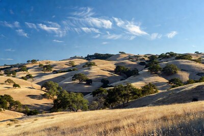 Golden rolling hills with oak trees