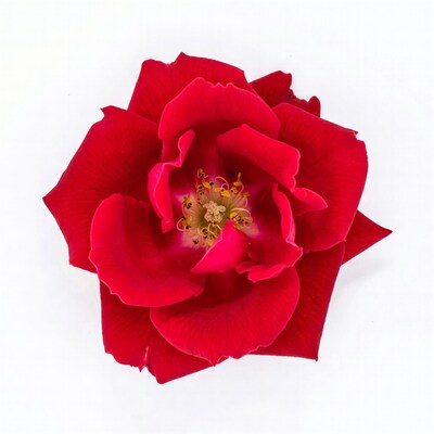 Red Rose on White Background