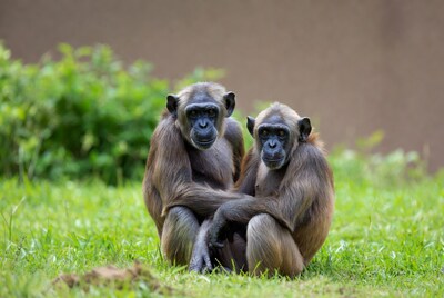 Two chimpanzees sitting together on grass