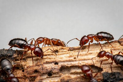 Red ants on wood log