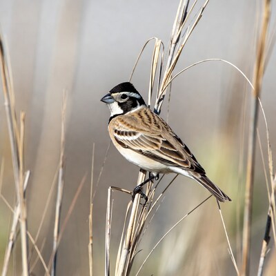 Lark Sparrow perched on reeds