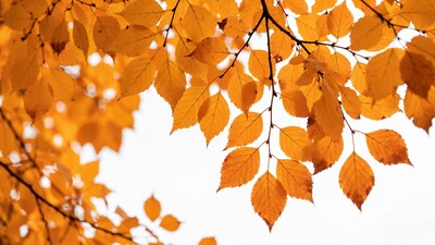 Autumn orange leaves on branches