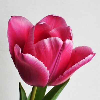 Pink tulip flower on white background