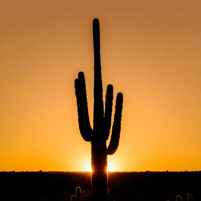 Saguaro Cactus Silhouette at Sunset