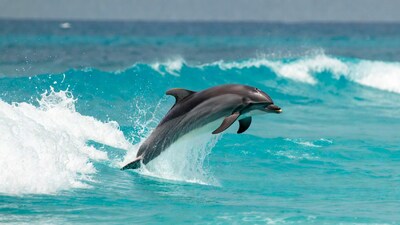 Dolphin jumping from ocean waves