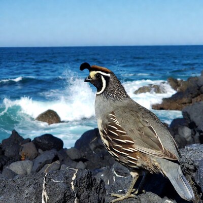 California Quail on rocky beach