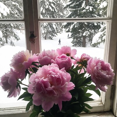 Pink Peonies by Snowy Window