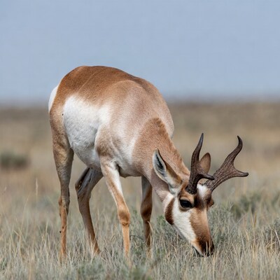 Pronghorn antelope grazing in grass