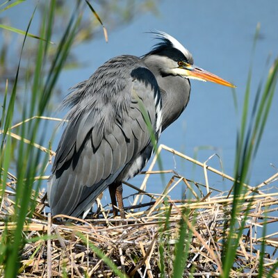 Grey Heron in reeds