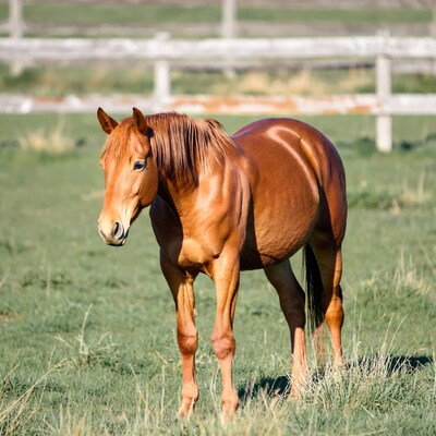 Bay horse standing in green pasture