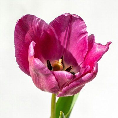 Purple tulip flower on white background