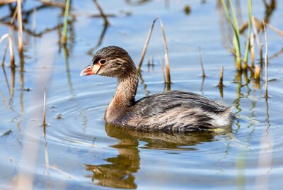 Little Grebe swimming in water