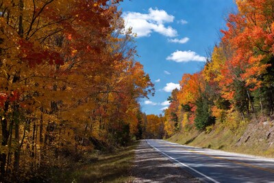 Autumn road through colorful trees