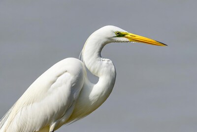 Great Egret with yellow beak
