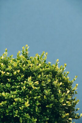 Lush green bush against blue sky