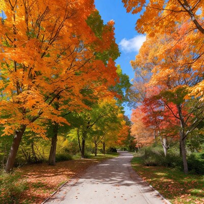 Autumn Path Lined with Colorful Trees