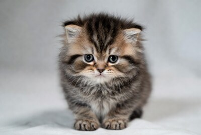 Fluffy tabby kitten sitting