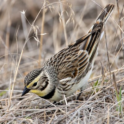 Western Meadowlark in dry grass
