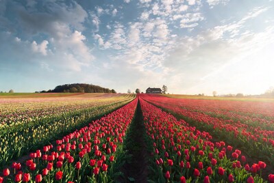 Red Tulip Field Path with Colorful Rows