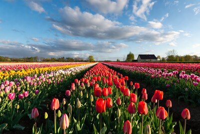 Colorful Tulip Fields with Farmhouse
