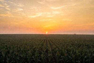 Sunset over cornfield rows