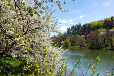 Cherry blossoms by riverside lake