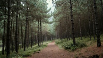 Dirt path through misty pine forest