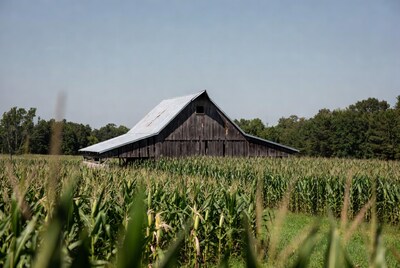 Rustic barn in cornfield