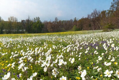 White anemone flower field meadow