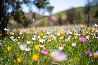 Colorful wildflower meadow in spring