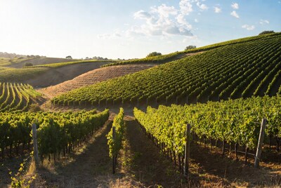 Vineyards on rolling hills at sunset