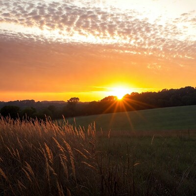 Sunset over field with tall grass
