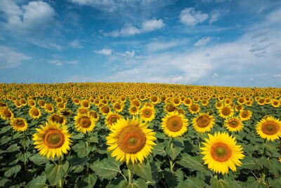 Sunflower Field Under Blue Sky