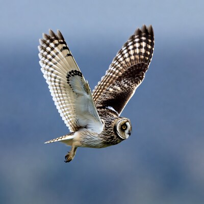 Short-eared Owl Flying in Sky