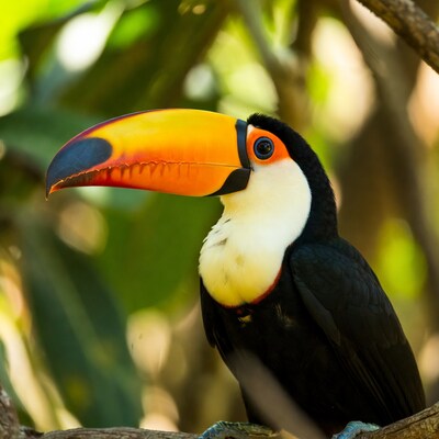 Toco Toucan on Tree Branch