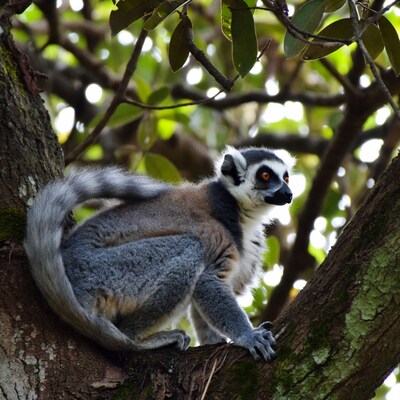 Ring-tailed lemur on tree branch